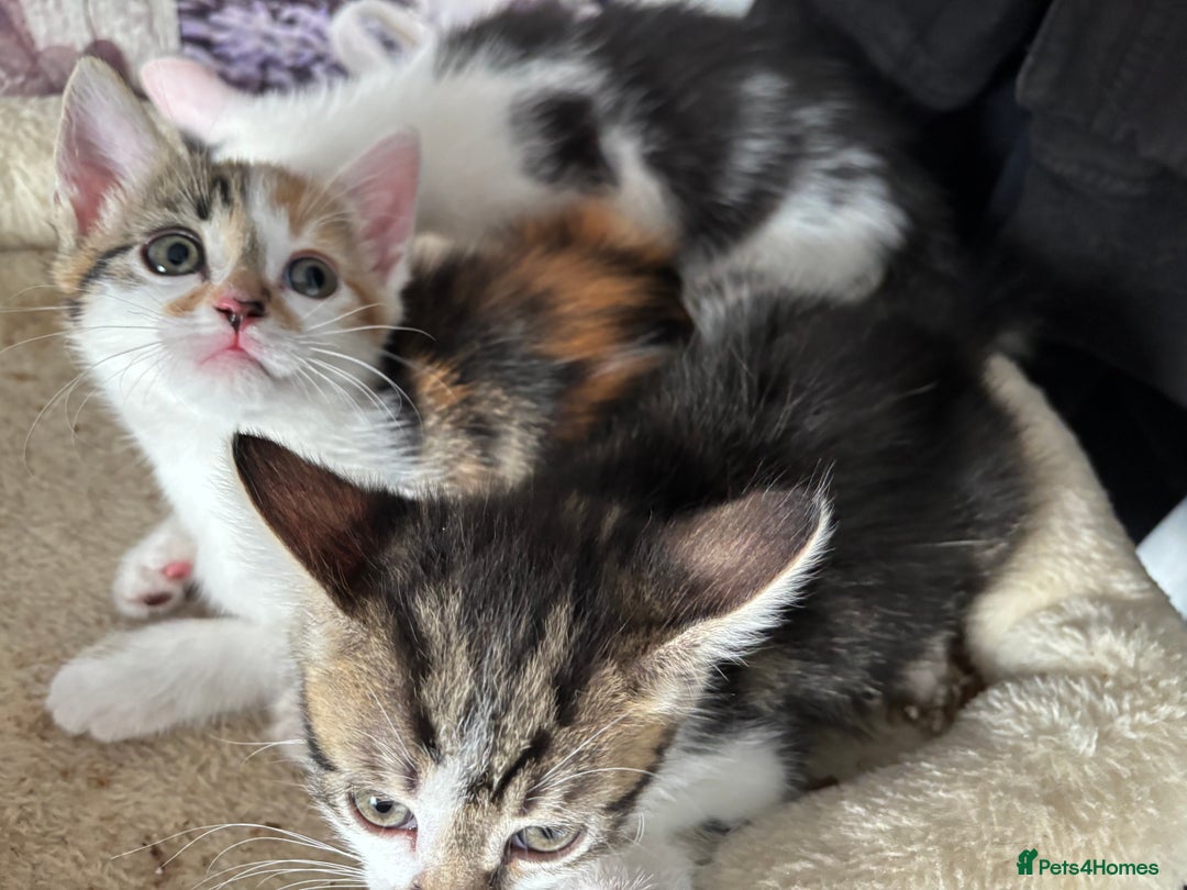 Mixed Breed cats for sale: Beautiful loving kittens  - Image 6