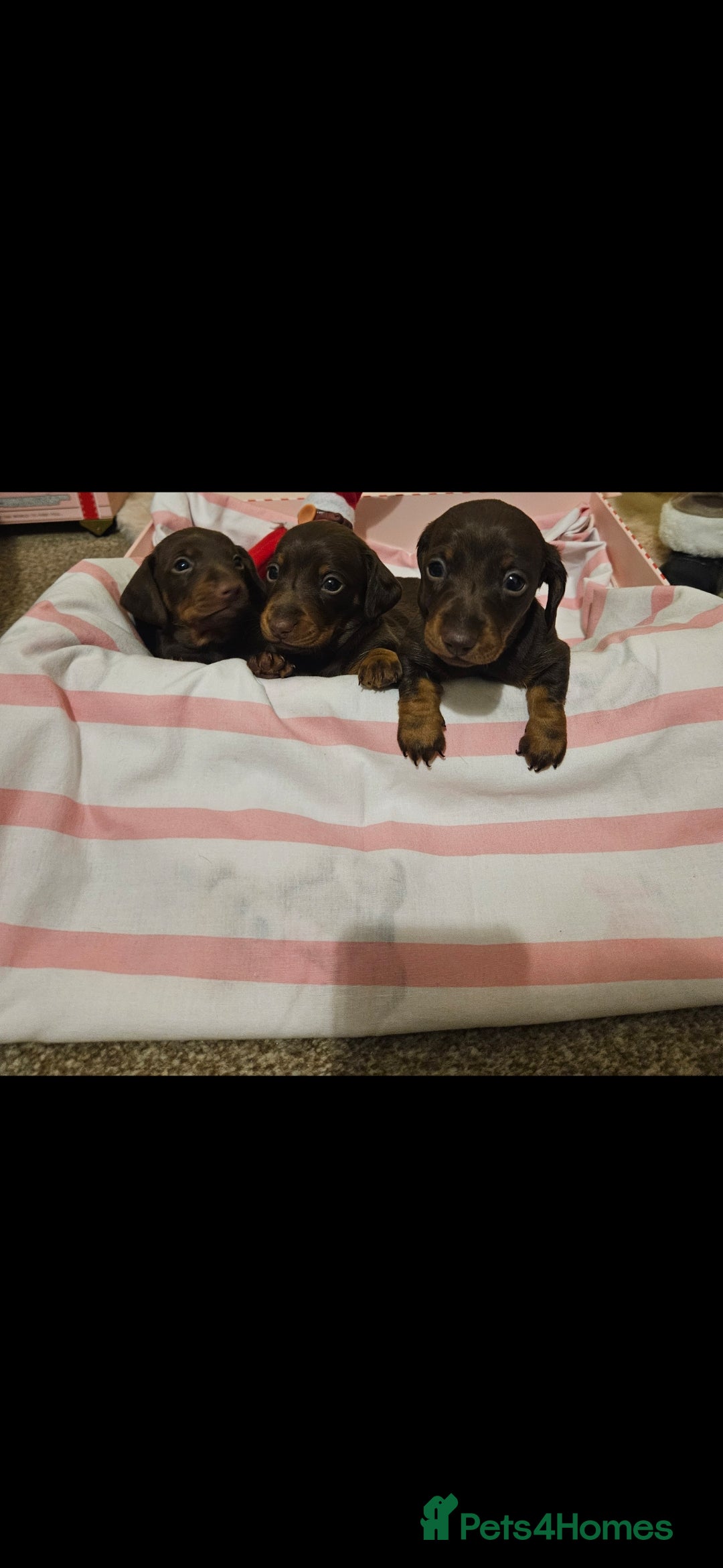 Miniature Dachshund dogs for sale: Miniature dachshund  - Advert 5