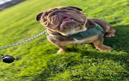 English Bulldog dogs for sale: One year old male British bulldog - Image 1