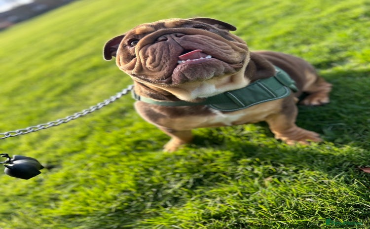 English Bulldog dogs - Advert 1
