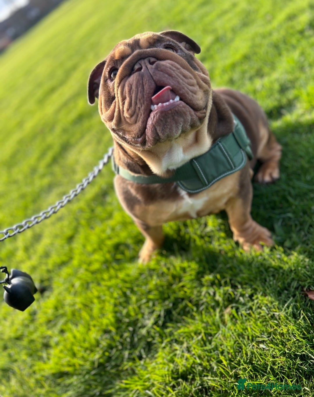 English Bulldog dogs for sale: One year old male British bulldog - Image 1