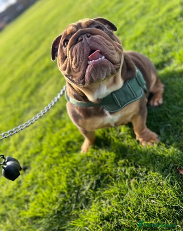 English Bulldog dogs - Advert 3