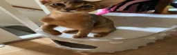 Abyssinian cats for sale: TICA 5* pedigree Abyssinian Kittens  - Advert 5