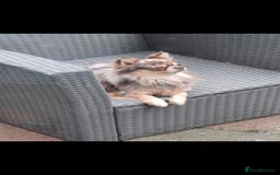 Chihuahua dogs for stud: MARLEY has arrived for stud🏆 DWKC merle boy - Advert 1