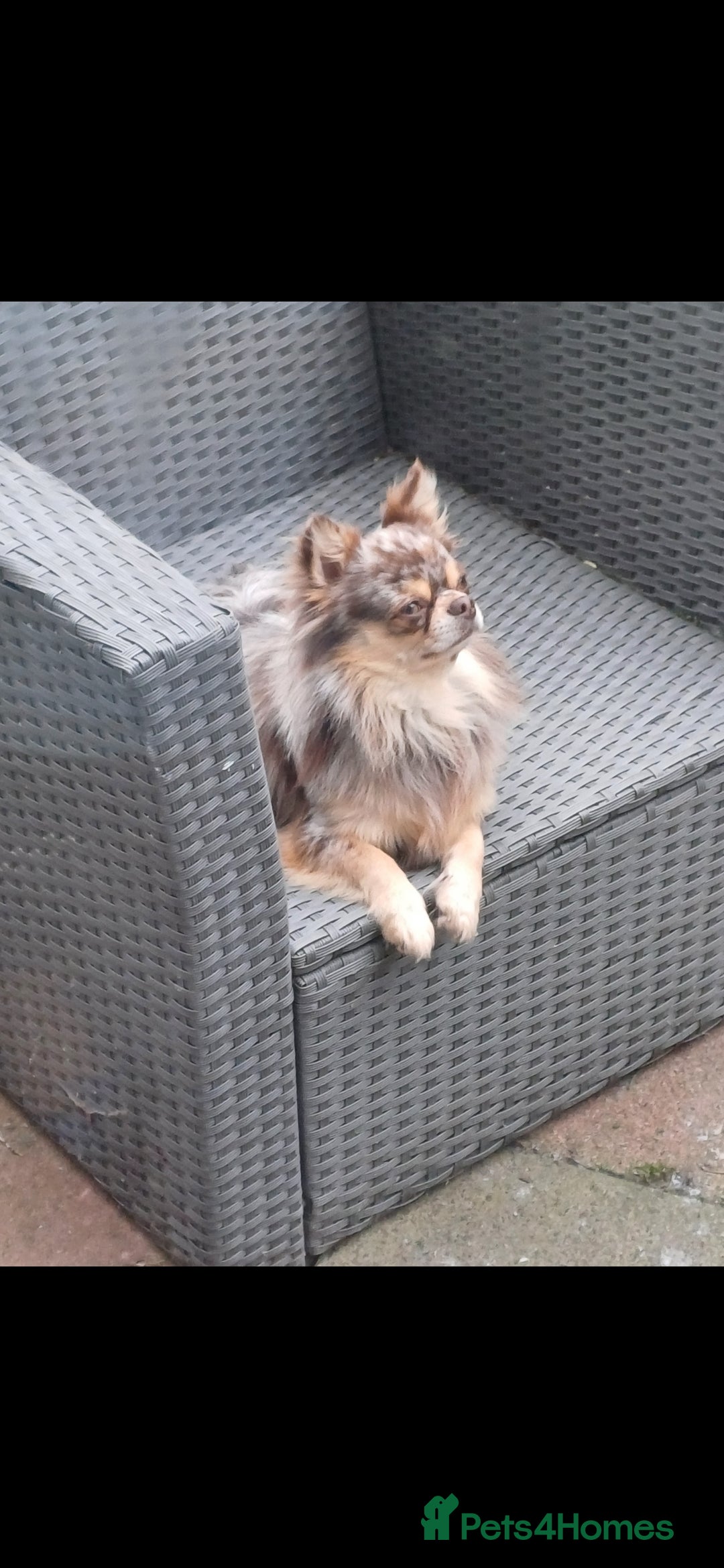 Chihuahua dogs for stud: MARLEY has arrived for stud🏆 DWKC merle boy - Advert 1