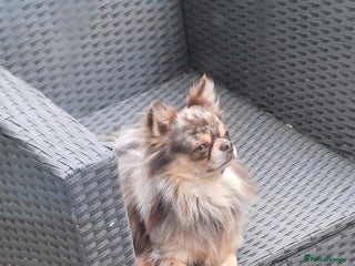 Chihuahua dogs - Advert 5