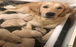 Golden Retriever dogs for sale: Super litter of Goldie pups carrying some colour  - Image 2