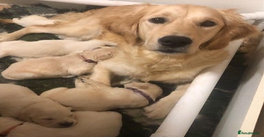 Golden Retriever dogs - Advert 10