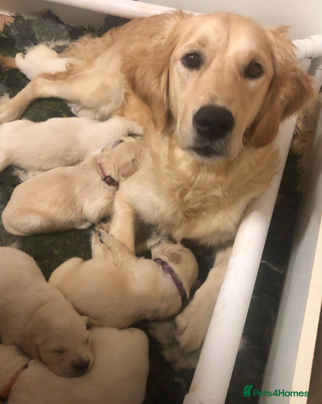 Golden Retriever dogs for sale: Super litter of Goldie pups carrying some colour  - Image 2