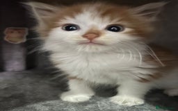 British Longhair cats for sale: Beautiful Fluffy Long-Haired British Tabby Kittens - Image 22