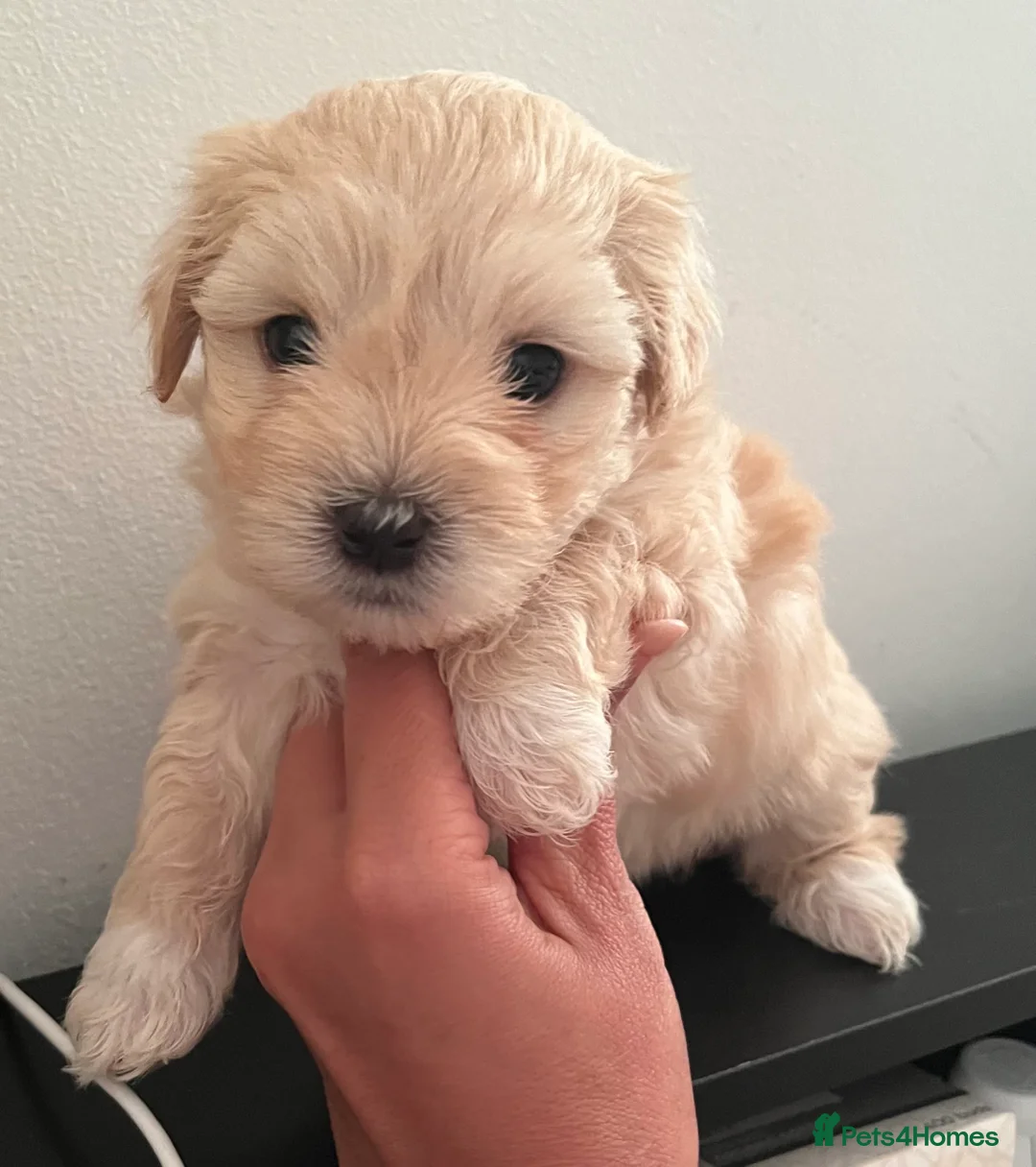 Mixed Breed dogs for sale: Puppies for sale  - Advert 12