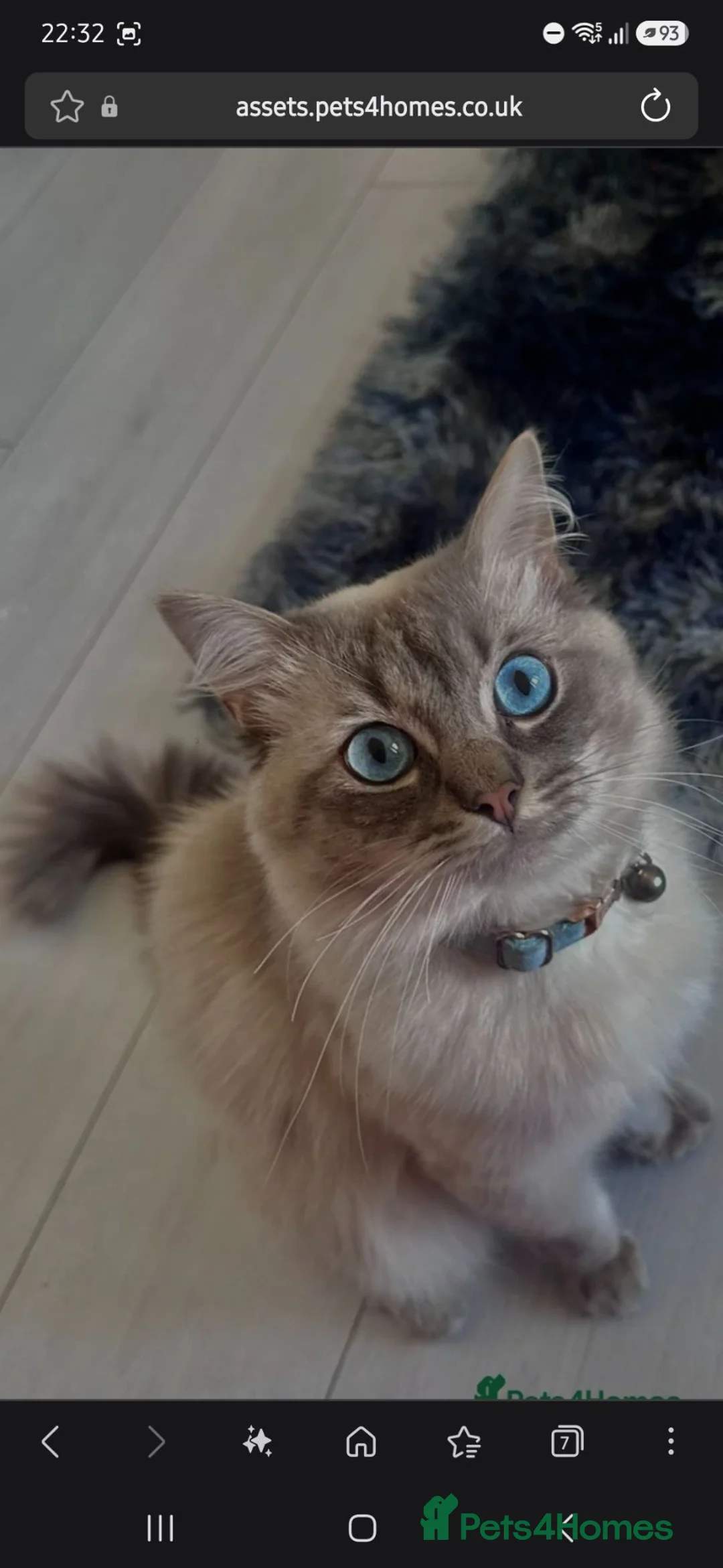 Ragdoll cats for sale: Ragdoll kittens - Advert 4