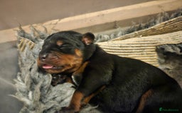 Rottweiler dogs for sale: KC Registered Rottweiler Puppies excellent lineage - Image 13