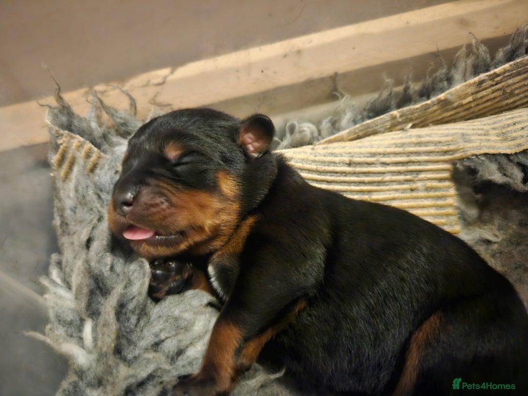 Rottweiler dogs for sale: KC Registered Rottweiler Puppies excellent lineage - Image 13