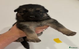 German Shepherd dogs for sale: German shepherd pups  - Image 4