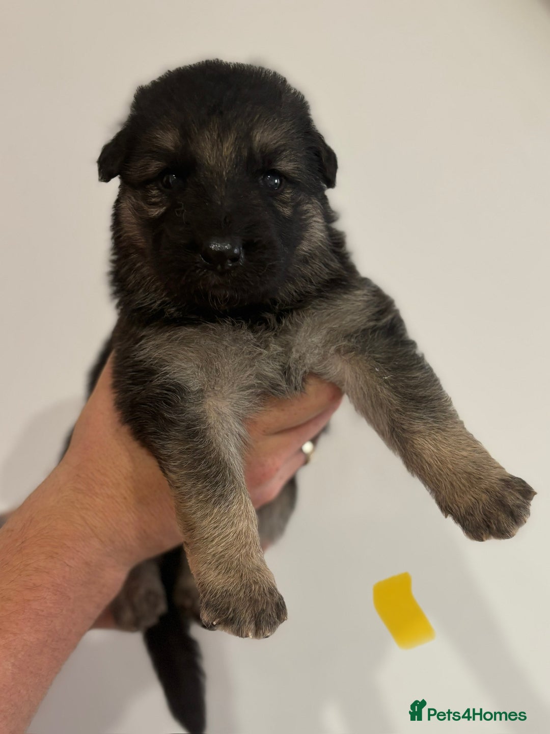 German Shepherd dogs for sale: German shepherd pups  - Image 4