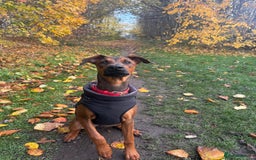 Mixed Breed dogs for sale: Cali  - Advert 1