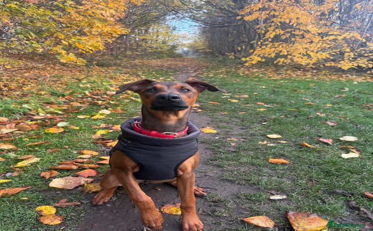 Mixed Breed dogs Cali  - Advert 2