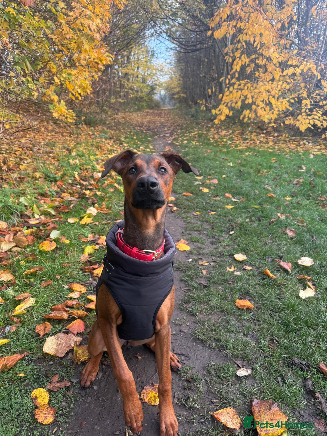 Mixed Breed dogs for sale: Cali  - Advert 1