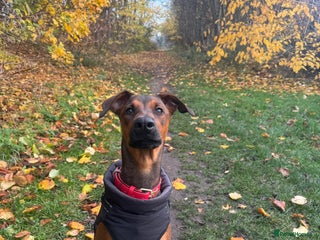 Mixed Breed dogs for sale: Cali - Advert 1