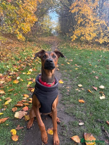 Mixed Breed dogs Cali - Advert 2