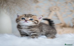 British Shorthair cats for sale: Beautiful golden spotted British shorthair kittens - Image 3