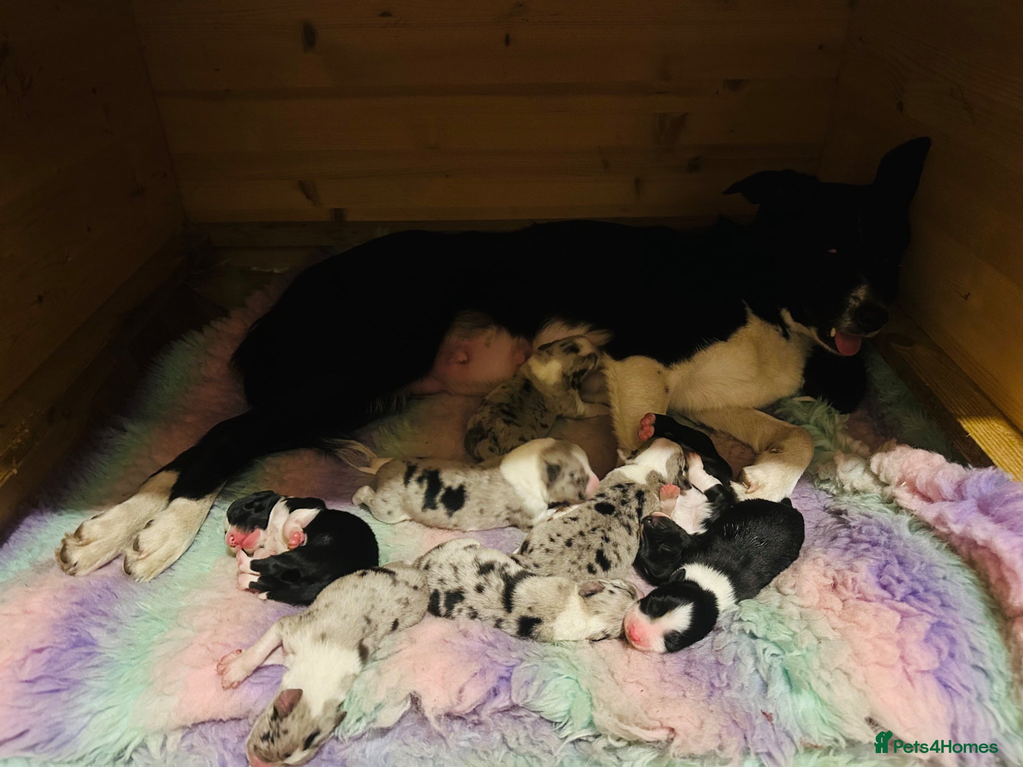 Border Collie dogs for sale: Beautiful Border Collie Puppies  - Advert 19