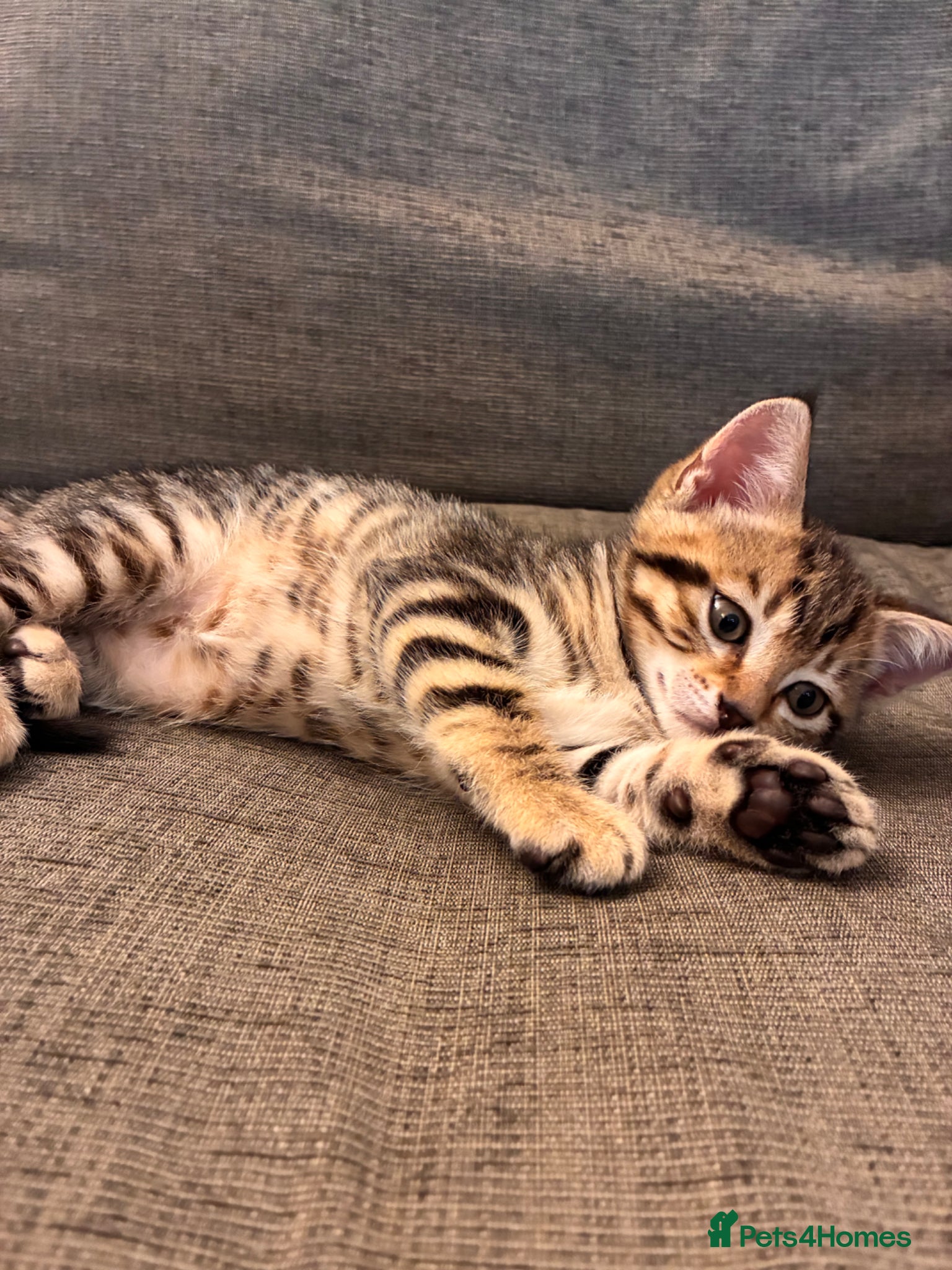 Mixed Breed cats for sale: Beautiful kittens, 1girl, 2 boys  - Advert 11