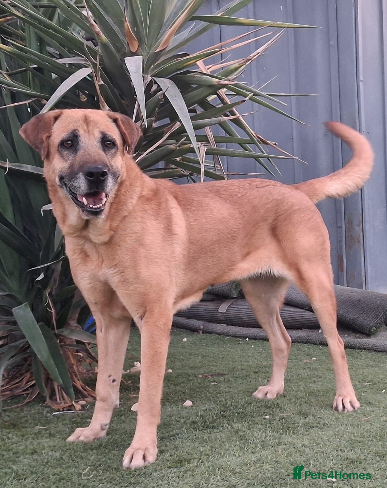 Mixed Breed dogs for adoption: 💙🐾 PLEASE HELP US FIND RATONA A HOME 🐾💙 - Advert 1