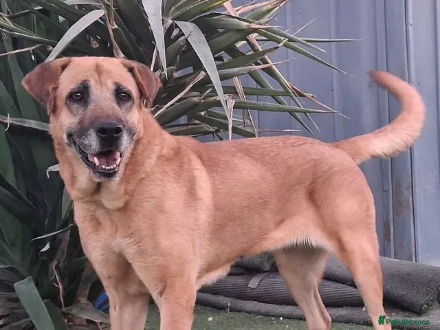 Mixed Breed dogs for adoption: 💙🐾 PLEASE HELP US FIND RATONA A HOME 🐾💙 - Advert 1