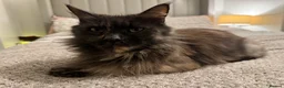 Maine Coon cats for sale: Pure maine coon cat 3 years old - Advert 2