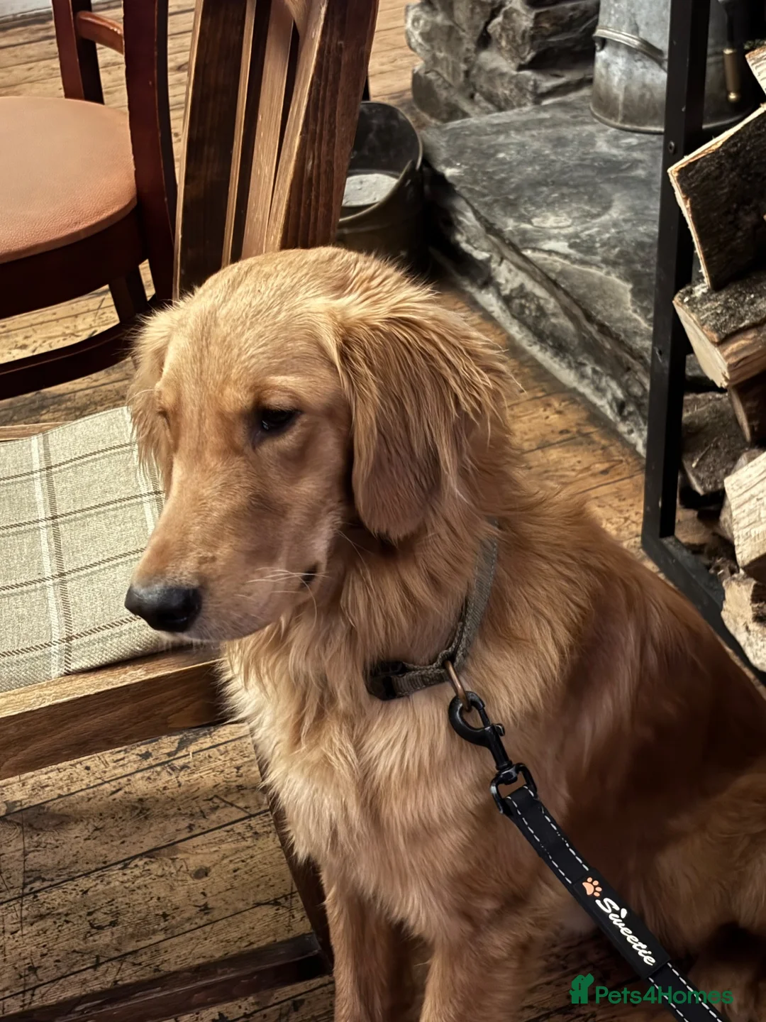 Golden Retriever dogs for stud: Beautiful Fox Red Retriever Stud in Cardiff - Advert 1