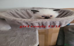 Ragdoll cats for sale: 3 Ragdoll kittens 15th November  - Image 4