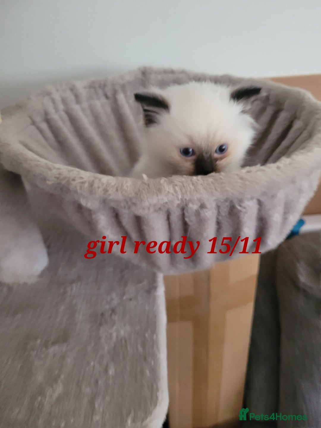 Ragdoll cats for sale: 3 Ragdoll kittens 15th November  - Image 4