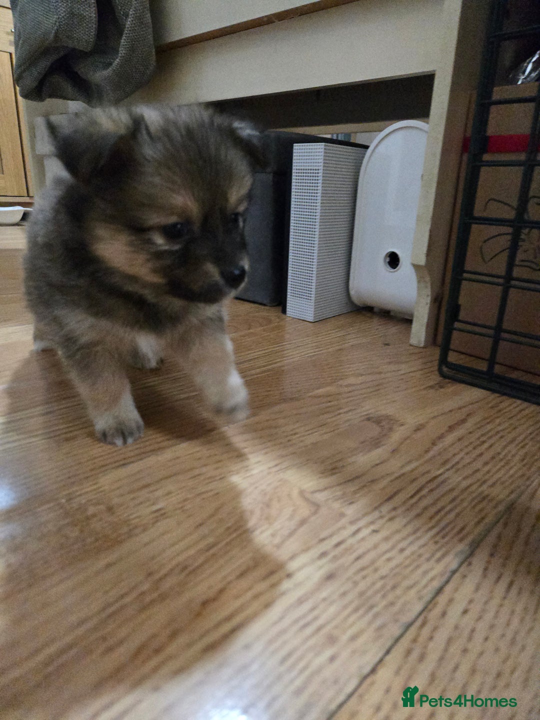 Pomchi dogs for sale: 🐶 Adorable Pomchi Puppies Available! 🐶 - Advert 7