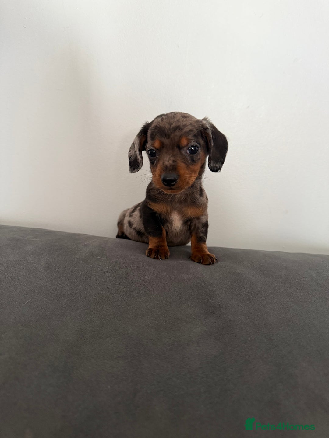 Dachshund dogs for sale: 3 dapple dachshund boys  - Image 7