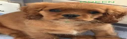 Cavalier King Charles Spaniel dogs for sale: FULLY VACCINATED RUBY CAVS READY NOW  - Advert 5
