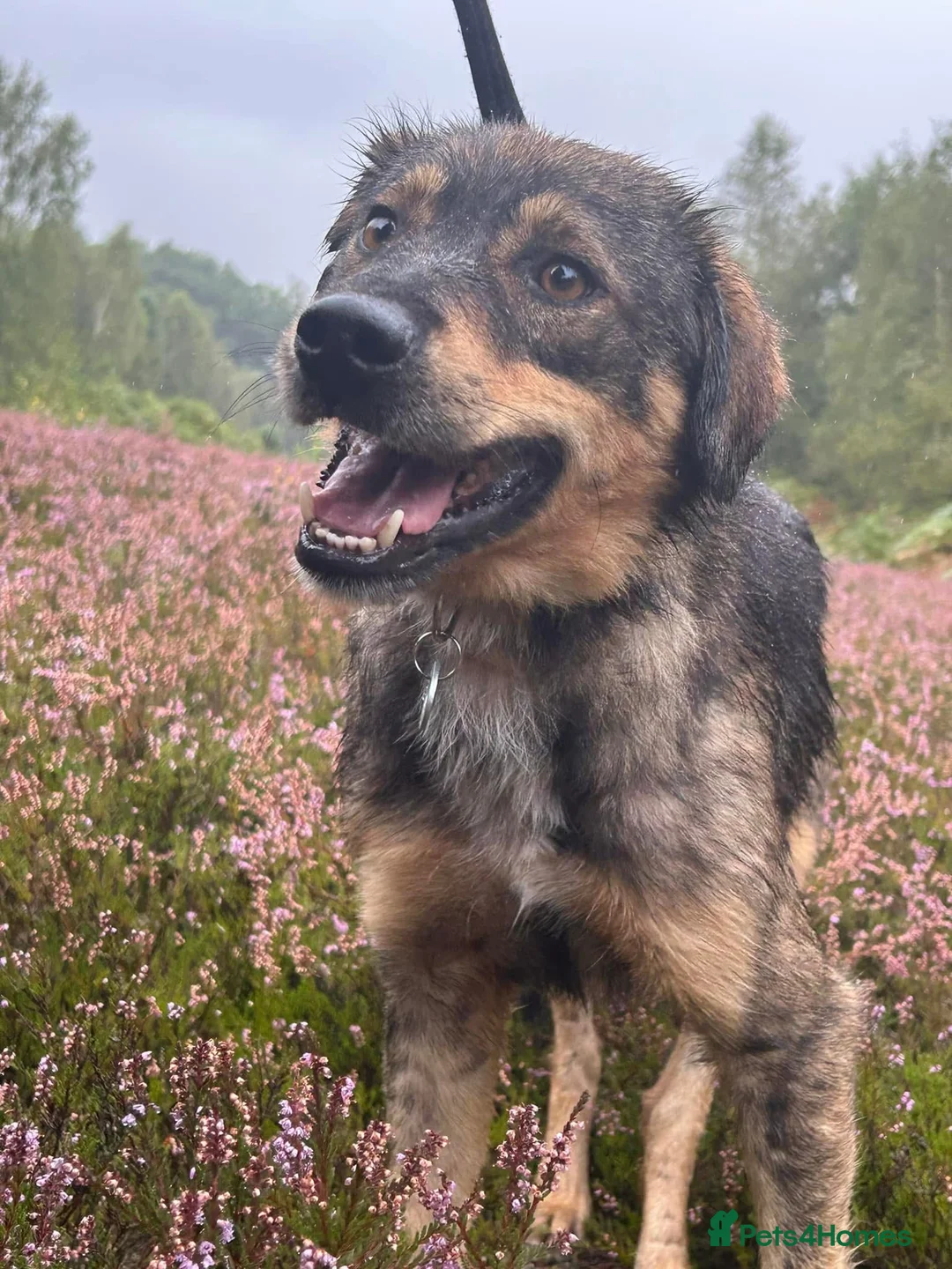 Mixed Breed dogs for adoption: Hovis - Norwich Norfolk  in Norwich - Advert 6