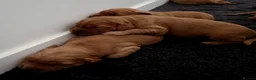 Golden Retriever dogs for sale: Stunning dark working golden retriever puppies - Advert 7
