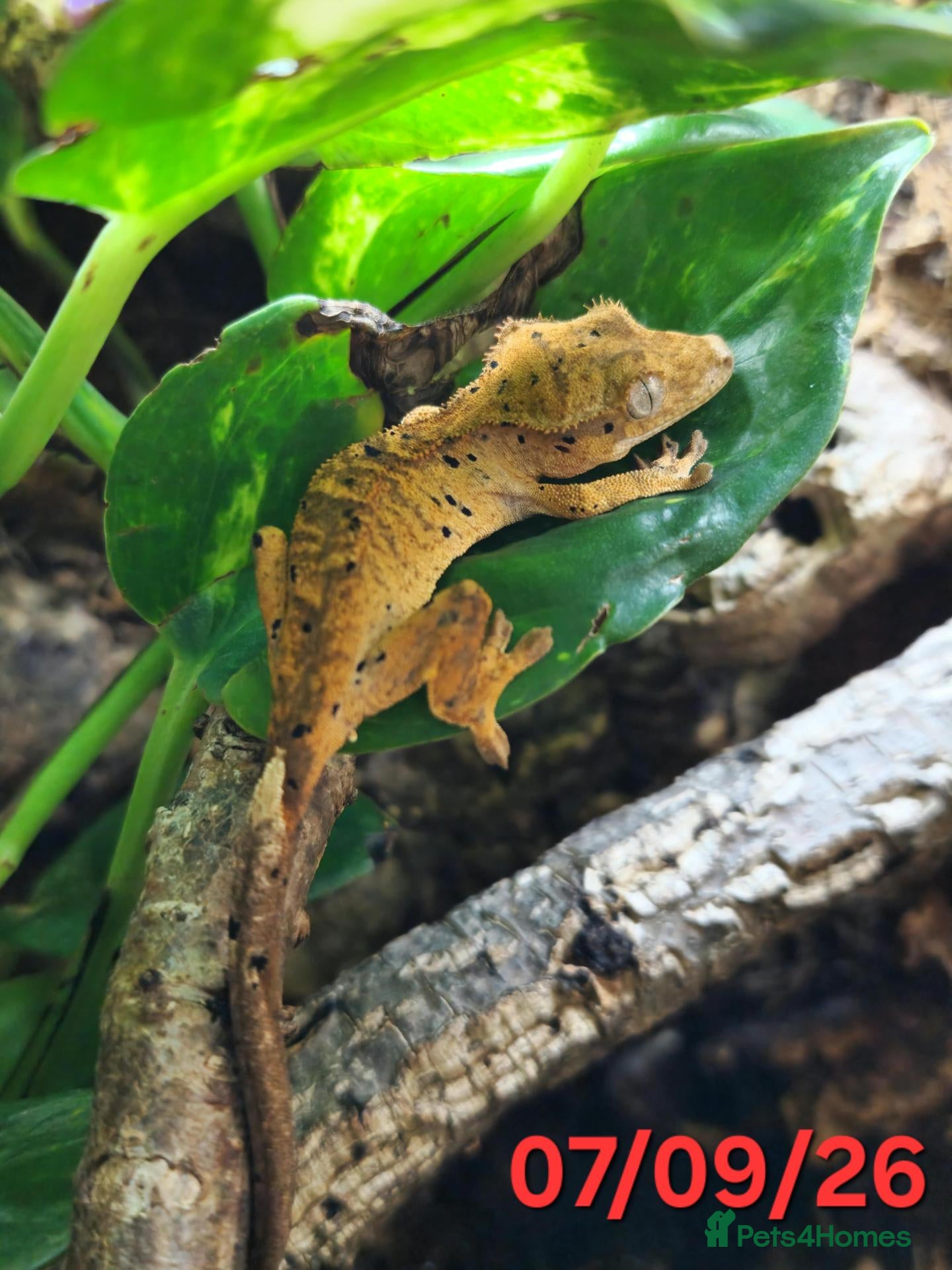 Gecko reptiles Dalmatian Crested Gecko Girl - Advert 19