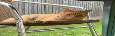 Lucy Ginger Tabby