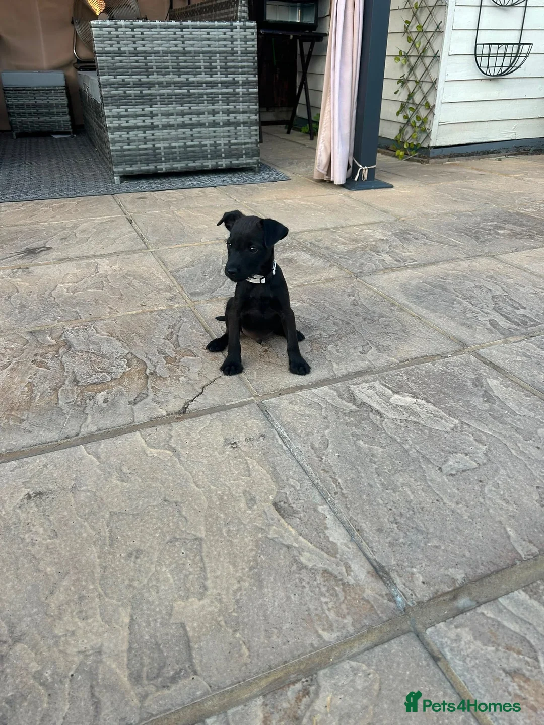 Mixed Breed dogs for sale: 🐾4 Adorable Puppies ready for there new home 🐾 - Advert 2