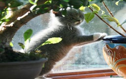 Exotic cats for sale: Exotic cross kittens - Advert 17