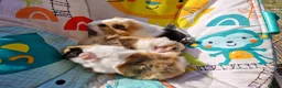 Guinea Pig rodents for sale: 3 Male baby guinea pigs - Ready to leave now - Advert 2