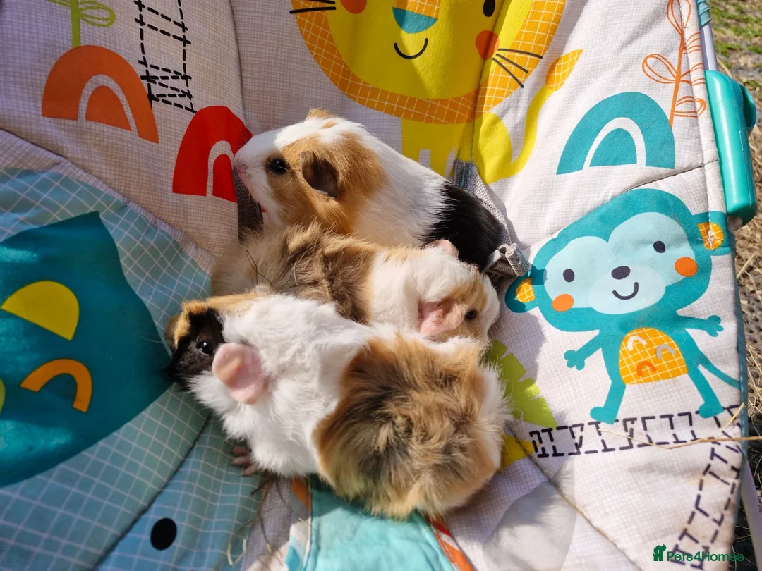Guinea Pig rodents for sale: 3 Male baby guinea pigs - Ready to leave now - Advert 2