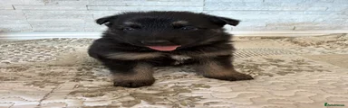 German Shepherd 10