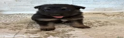 German Shepherd dogs for sale: 5Star⭐️Original Straight-Back German Shepherds  - Advert 15