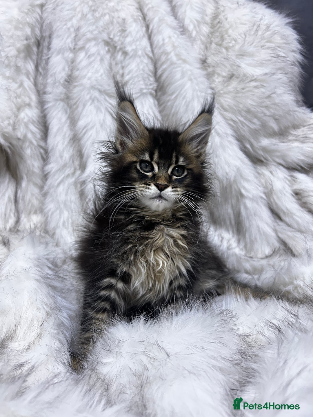 Maine Coon cats for sale: Maine Coon kitten  - Advert 7