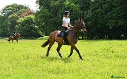 English Thoroughbred horses for sale: Smart hunter for sale - perfect mother/daughter - Image 2