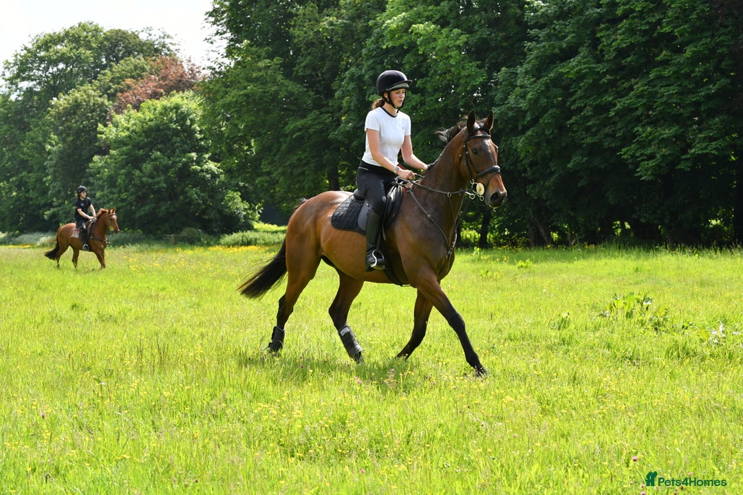 English Thoroughbred horses for sale: Smart hunter for sale - perfect mother/daughter - Image 2